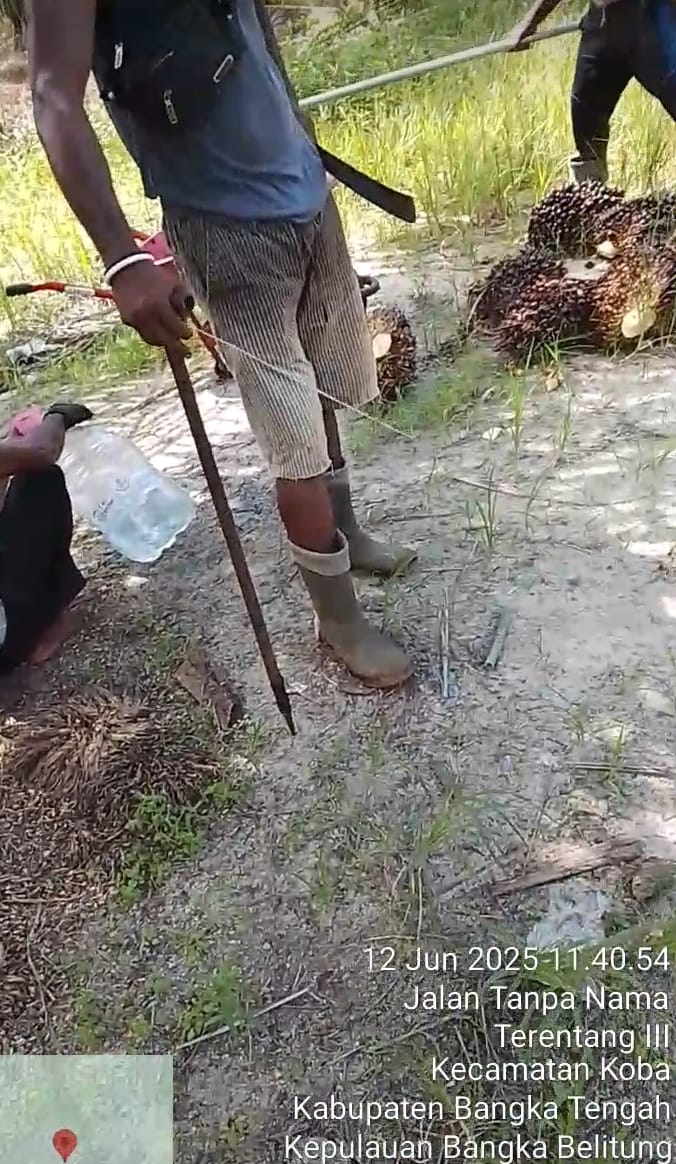 Diduga Dikoordinir, Pencurian Kelapa Sawit Sitaan Kejagung RI Di Desa Terentang 3 Makin Menggila, Negara Rugi Milyaran Rupiah
