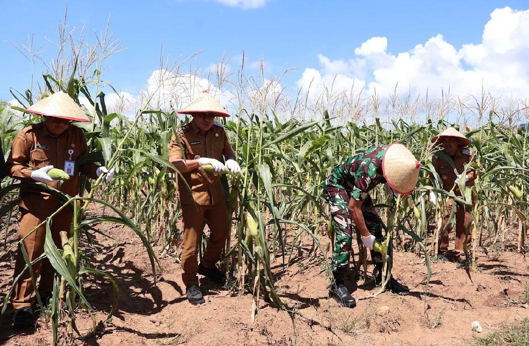 Panen Perdana, Bukti Komitmen Pemkab Kotabaru Perkuat Ketahanan Pangan