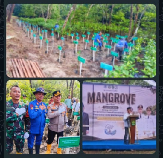 Sinergi Polri dan Pemprov Kaltim Tanam 1.200 Mangrove di Pantai Lamaru